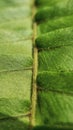 The Close-up of Boston Fern Leaf