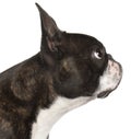 Close-up of Boston Terrier, 1 year old