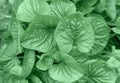 Close up Botany, flower mint color leaves in the garden