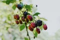 Close up of both ripe and unriped blackberries on a vine. Copyspace available Royalty Free Stock Photo