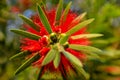 Close-up of Bottle Brush flower in full bloom, below angle view