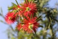 Close-up of Bottle Brush flowers (Callistemon lanceolatus) Royalty Free Stock Photo