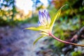 Close up of a Bottled Gentian flower on hiking trail Royalty Free Stock Photo