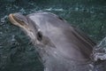 Close-Up of Bottlenose Dolphin Face