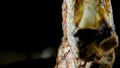 Close-up of the bottom of a piece of grilled meat on the bone rotates on an isolated black background