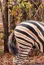 Close-Up of Bottom of Plains Zebra in Savannah, South Africa, Mapungubwe Park