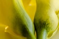 Macro photos of yellow calla lily flowers Royalty Free Stock Photo