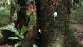 Close up of a bottom surface of a large jack fruit tree with a white mushroom on the trunk