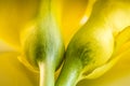 Macro photos of yellow calla lily flowers Royalty Free Stock Photo