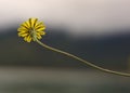 Little Wild Yellow Dandelion Flower Royalty Free Stock Photo