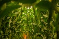 Close up bottom view of the lush cornfield reveals a fascinating world