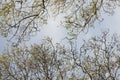 Bottom view of tree sycamore tops with spring leaves in front of blue sky Royalty Free Stock Photo