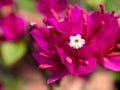 Close up of Bougainvilea flowers Royalty Free Stock Photo