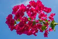 Close up bougainvillea flower the blue sky background