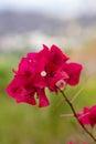 Bougainvillea Flower. A close-up of a bougainvillea