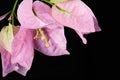 Close up of bougainvillea flower Royalty Free Stock Photo