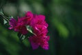 Close Up of Bougainvillea flowers reddish purple Royalty Free Stock Photo