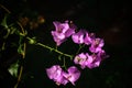 Close up Bougainvillea flowers texture and black background. Pink Flowers of bougainvillea tree. Royalty Free Stock Photo