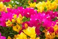 Close up bougainvillea paper flower in colorful color Royalty Free Stock Photo