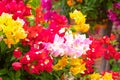 Close up bougainvillea paper flower in colorful color Royalty Free Stock Photo