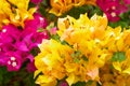 Close up bougainvillea paper flower in colorful color Royalty Free Stock Photo