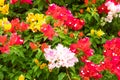 Close up bougainvillea paper flower in colorful color Royalty Free Stock Photo