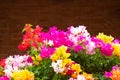 Close up bougainvillea paper flower in colorful color Royalty Free Stock Photo