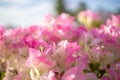 Close-up Bougainvillea pink flowers background.