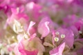 Close-up Bougainvillea pink flowers background. Royalty Free Stock Photo