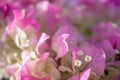 Close-up Bougainvillea pink flowers background. Royalty Free Stock Photo