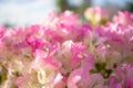 Close-up Bougainvillea pink flowers background. Royalty Free Stock Photo