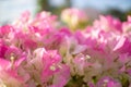 Close-up Bougainvillea pink flowers background. Royalty Free Stock Photo