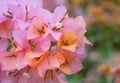 Close-up of Bougainvillea, sweet orange-pink flowers blooming in the garden on blurred background Royalty Free Stock Photo