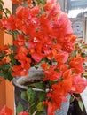 Close up of Bougenville flowers planted in a pot with beautiful petals. Royalty Free Stock Photo