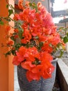 Close up of Bougenville flowers planted in a pot with beautiful petals. Royalty Free Stock Photo