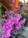 Close up of Bougenville flowers planted in a pot with beautiful petals. Royalty Free Stock Photo