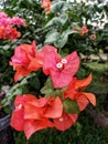 Close up of Bougenville flowers planted in a pot with beautiful petals. Royalty Free Stock Photo