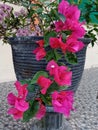 Close up of Bougenville flowers planted in a pot with beautiful petals. Royalty Free Stock Photo