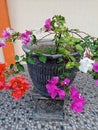 Close up of Bougenville flowers planted in a pot with beautiful petals. Royalty Free Stock Photo