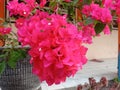 Close up of Bougenville flowers planted in a pot with beautiful petals. Royalty Free Stock Photo