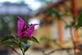 Close up of Bougenville flowers planted in a pot with beautiful petals. Royalty Free Stock Photo