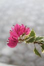 Close up of Bougenville flowers planted in a pot with beautiful petals. Royalty Free Stock Photo