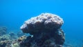 Close up of boulder coral with white polyps on a rounded surface in blue water Royalty Free Stock Photo