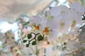 Close-up bouquet of beautiful white pastel orchids, abstract images