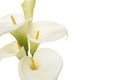 Close-up of a bouquet blooming calla lilly flowers on a white background with copy space