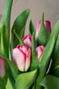 Close-up of bouquet of bright tulips on concrete grey wall background