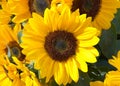 Close up of bouquet of bright yellow sunflowers Royalty Free Stock Photo