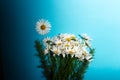 Close-up of bouquet of chamomile flowers on background of blue color. Royalty Free Stock Photo