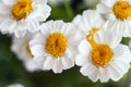 Chamomile chrysanthemum close-up. Herbal medicine, decoction, hand care. Royalty Free Stock Photo