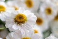 Chamomile chrysanthemum close-up. Herbal medicine, decoction, hand care. Royalty Free Stock Photo